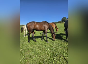 Oldenburgo, Semental, 2 años, 170 cm, Castaño