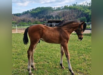 Oldenburgo, Semental, 2 años, 170 cm, Castaño