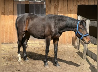 Oldenburgo, Semental, 2 años, 170 cm, Castaño oscuro