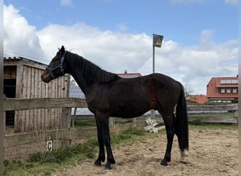Oldenburgo, Semental, 2 años, 170 cm, Castaño oscuro