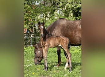 Oldenburgo, Semental, 2 años, 170 cm, Castaño oscuro