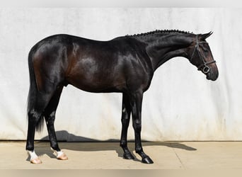 Oldenburgo, Semental, 2 años, 170 cm, Castaño oscuro