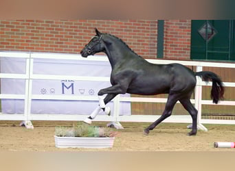 Oldenburgo, Semental, 2 años, 170 cm, Negro