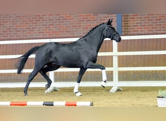 Oldenburgo, Semental, 2 años, 170 cm, Negro