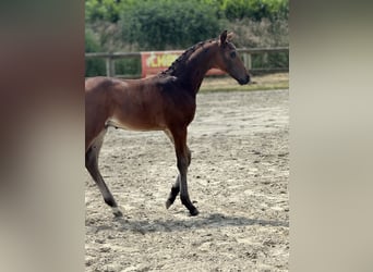 Oldenburgo, Semental, 2 años, 172 cm, Castaño oscuro