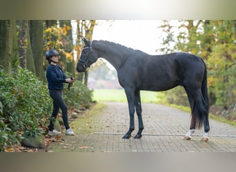 Oldenburgo, Semental, 2 años, 172 cm, Morcillo