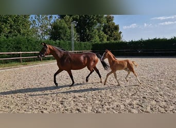 Oldenburgo, Semental, 2 años, Alazán