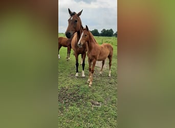 Oldenburgo, Semental, 2 años, Alazán