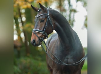 Oldenburgo, Semental, 2 años, Castaño