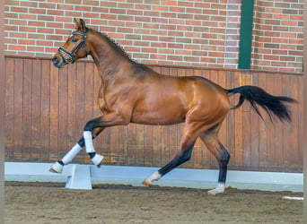 Oldenburgo, Semental, 2 años, Castaño