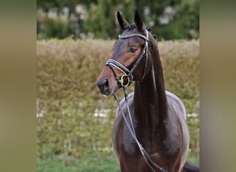 Oldenburgo, Semental, 2 años, Castaño oscuro