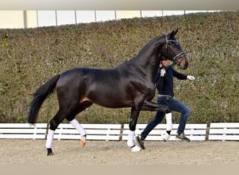 Oldenburgo, Semental, 2 años, Castaño oscuro