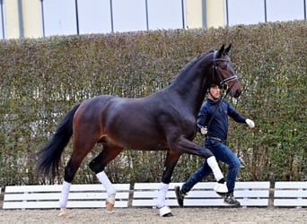 Oldenburgo, Semental, 2 años, Castaño oscuro