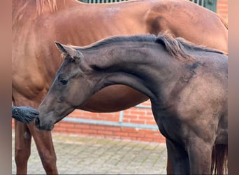 Oldenburgo, Semental, 2 años, Negro