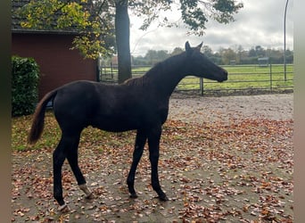 Oldenburgo, Semental, 2 años, Negro