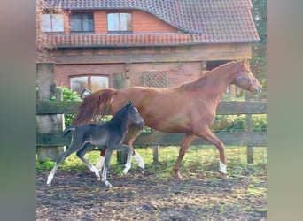 Oldenburgo, Semental, 2 años, Negro