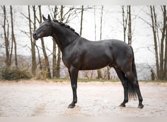 Oldenburgo, Semental, 2 años, Negro