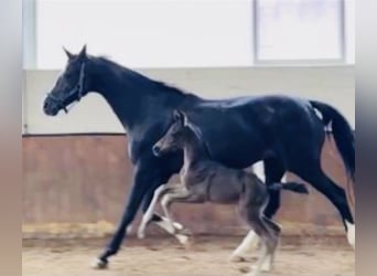 Oldenburgo, Semental, 2 años, Negro