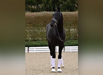 Oldenburgo, Semental, 2 años, Negro