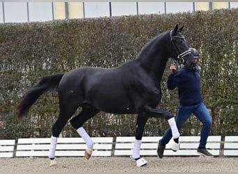 Oldenburgo, Semental, 2 años, Negro