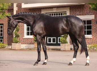 Oldenburgo, Semental, 2 años, Negro