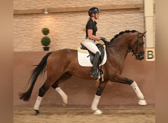 Oldenburgo, Semental, 3 años, 163 cm, Castaño