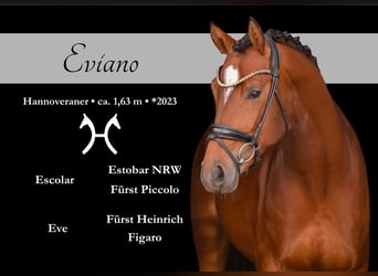 Oldenburgo, Semental, 3 años, 163 cm, Castaño