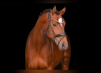 Oldenburgo, Semental, 3 años, 163 cm, Castaño