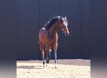 Oldenburgo, Semental, 3 años, 163 cm, Castaño oscuro