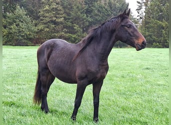Oldenburgo, Semental, 3 años, 163 cm, Morcillo