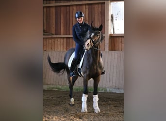 Oldenburgo, Semental, 3 años, 166 cm, Castaño oscuro