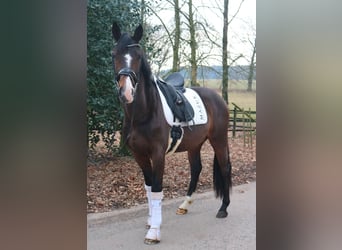 Oldenburgo, Semental, 3 años, 166 cm, Castaño oscuro