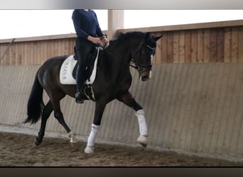 Oldenburgo, Semental, 3 años, 166 cm, Castaño oscuro