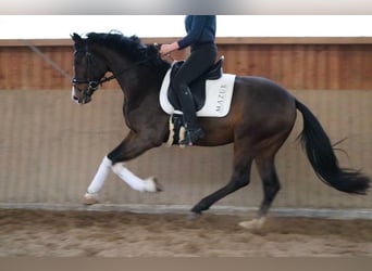 Oldenburgo, Semental, 3 años, 166 cm, Castaño oscuro