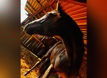 Oldenburgo, Semental, 3 años, 166 cm, Negro