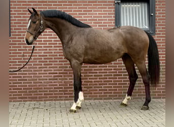 Oldenburgo, Semental, 3 años, 167 cm, Castaño