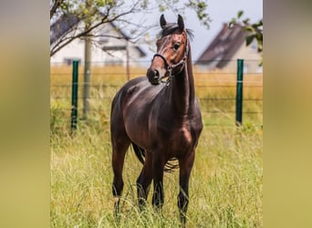Oldenburgo, Semental, 3 años, 167 cm, Castaño oscuro