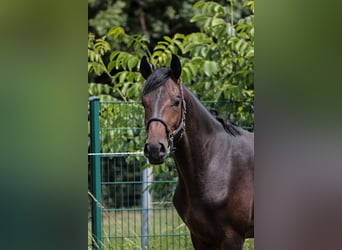 Oldenburgo, Semental, 3 años, 167 cm, Castaño oscuro