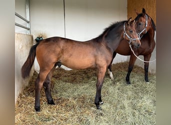 Oldenburgo, Semental, 3 años, 167 cm, Castaño oscuro