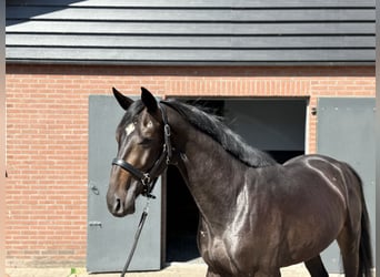 Oldenburgo, Semental, 3 años, 167 cm, Morcillo