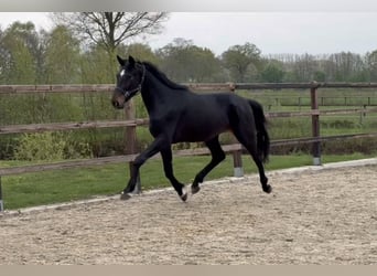 Oldenburgo, Semental, 3 años, 167 cm, Morcillo