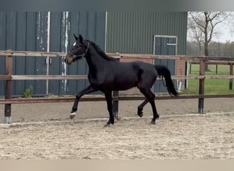 Oldenburgo, Semental, 3 años, 167 cm, Morcillo