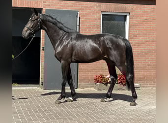 Oldenburgo, Semental, 3 años, 167 cm, Morcillo