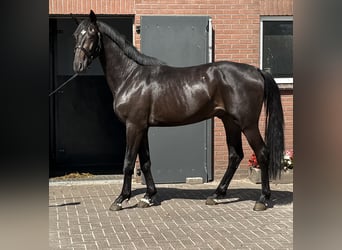 Oldenburgo, Semental, 3 años, 167 cm, Morcillo