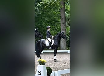 Oldenburgo, Semental, 3 años, 167 cm, Negro