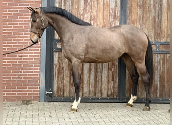 Oldenburgo, Semental, 3 años, 168 cm, Castaño