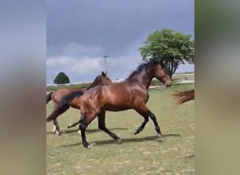 Oldenburgo, Semental, 3 años, 168 cm, Castaño oscuro