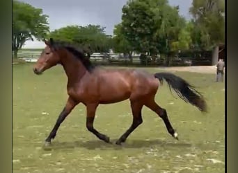 Oldenburgo, Semental, 3 años, 168 cm, Castaño oscuro