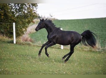 Oldenburgo, Semental, 3 años, 168 cm, Negro