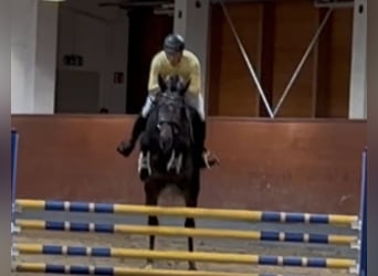 Oldenburgo, Semental, 3 años, 168 cm, Tordillo negro